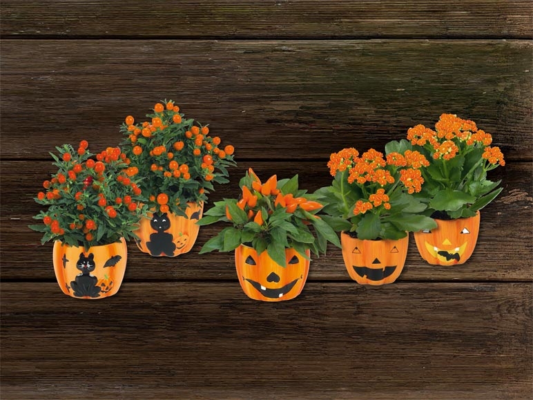 Pots en céramique d'Halloween avec plante (dès 19.10)