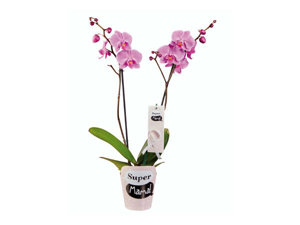 Phalaenopsis "Super Mãe"
