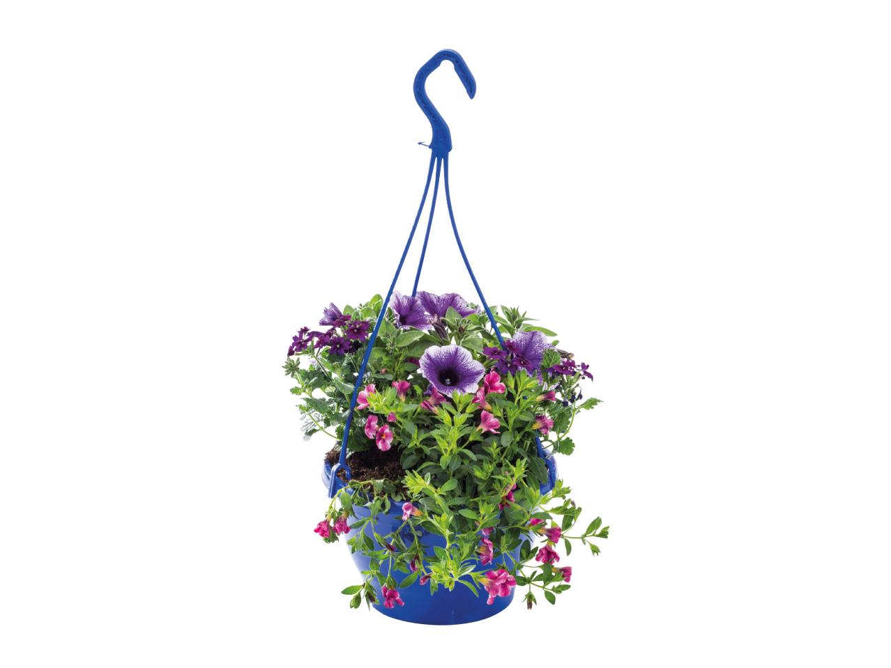 Colourful Hanging Baskets1