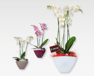 Composizione di orchidee