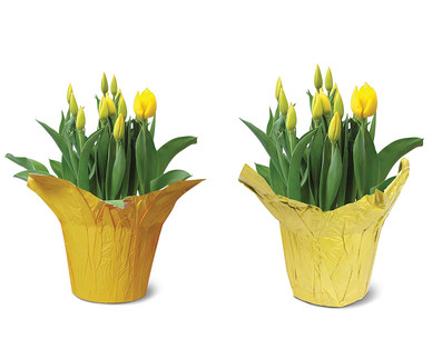 Tulips, Lilies or Hyacinths