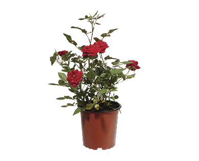 Potted Roses 130mm