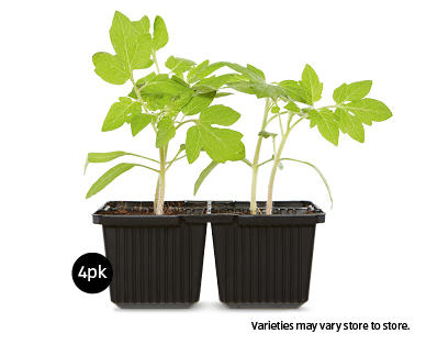 Vegetable Seedlings 4pk