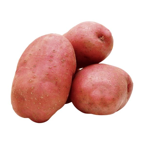 Pommes de terre de consommation à chair ferme