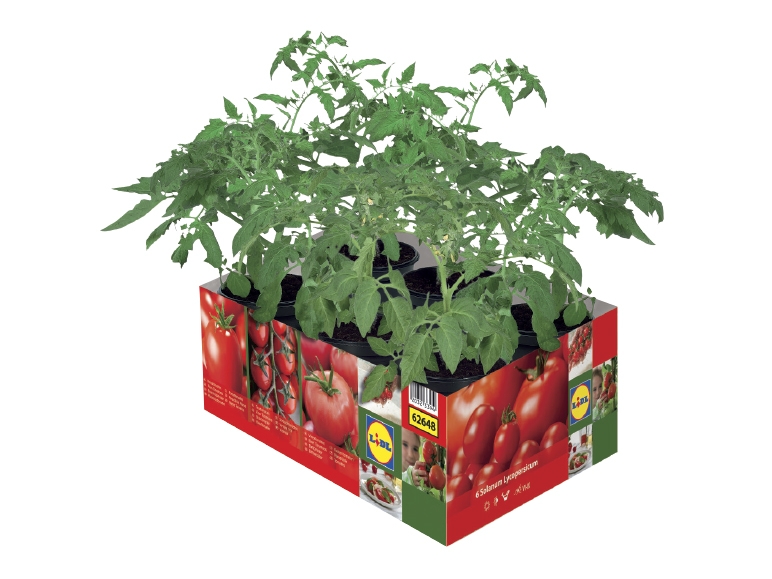 Mixed Tomato Plants