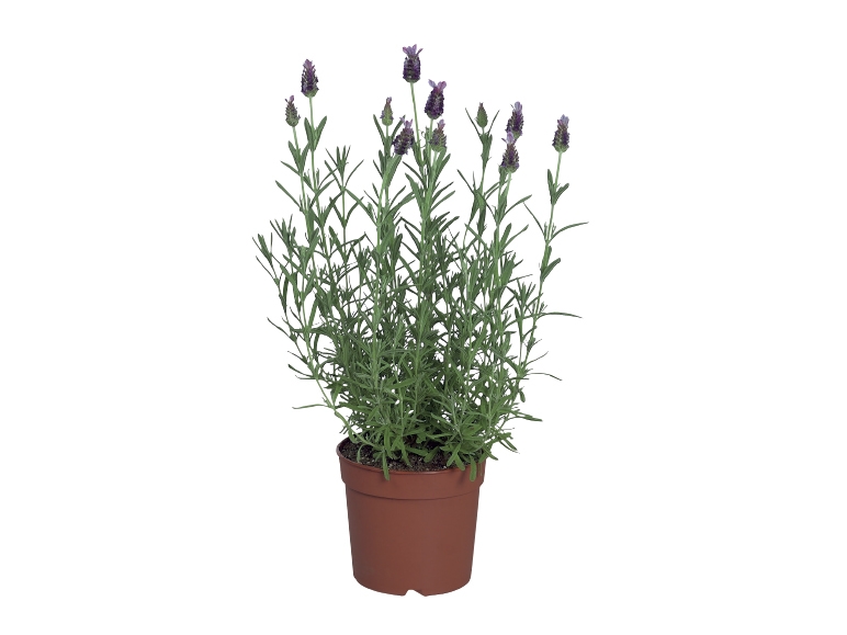 French Butterfly Lavender
