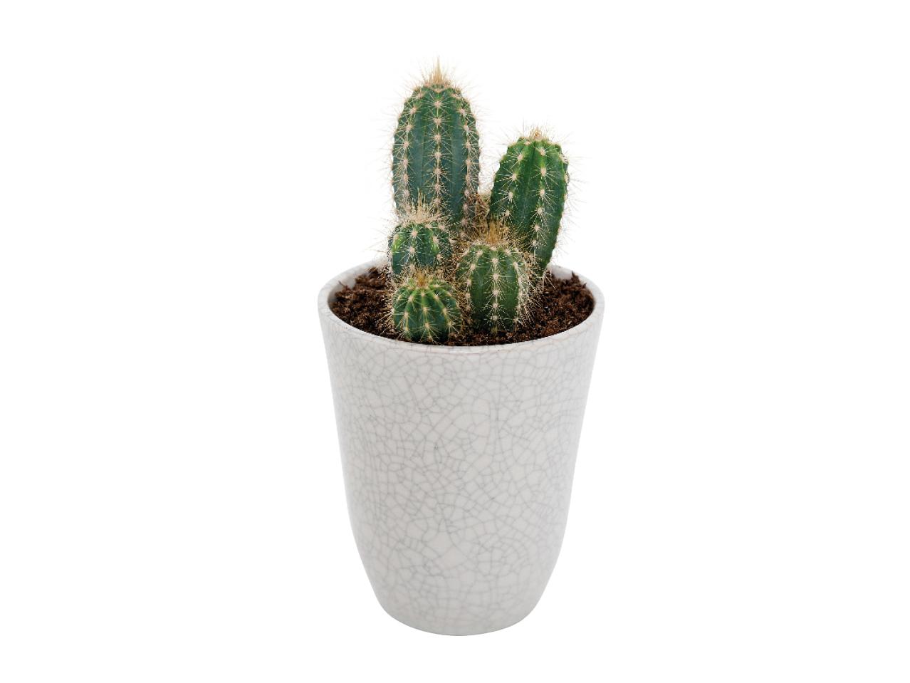 Cactus or Succulent in a Ceramic Pot - Available from 21st May1