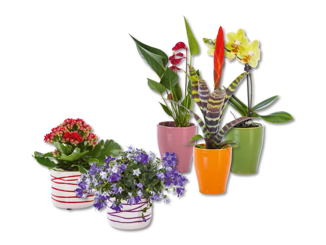 Mini plante à fleurs dans un pot en céramique