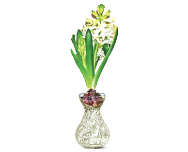 Hyacinth in Glass Vase