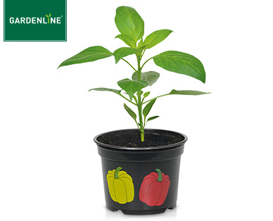 GARDENLINE(R) Gemüsepflanze
