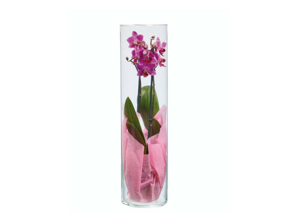 Phalaenopsis 50cm