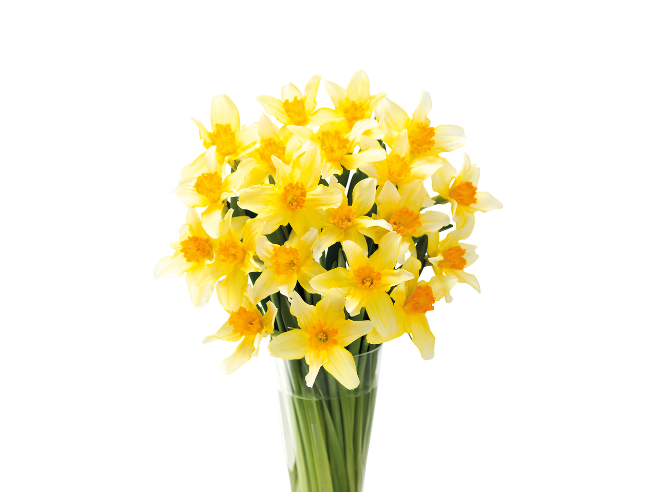 British Daffodils1