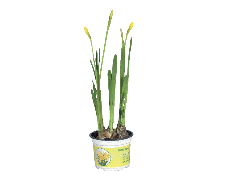 Potted Daffodils - Available from 19th February