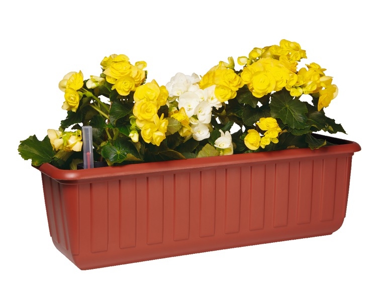 Flower Box with Regulated Water Reservoir, 60cm