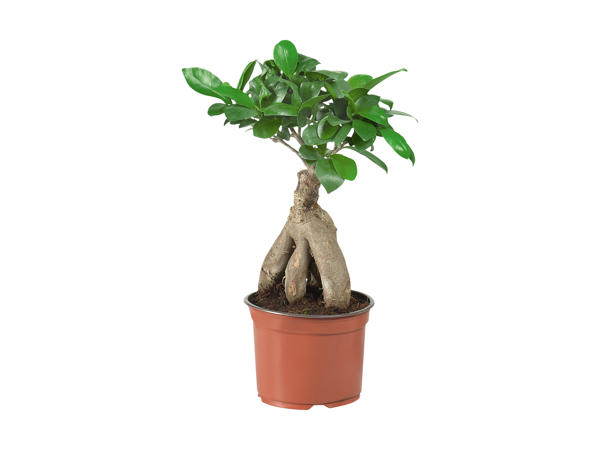 Ficus ginseng eller pachira