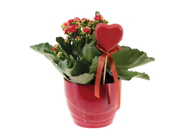 Roses or Kalanchoe