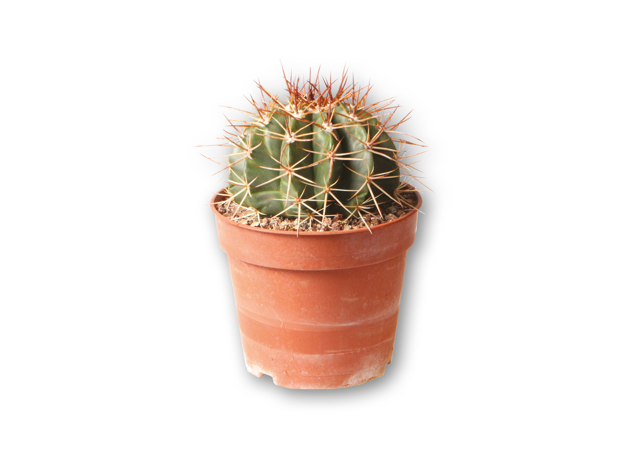 Kaktusmix
