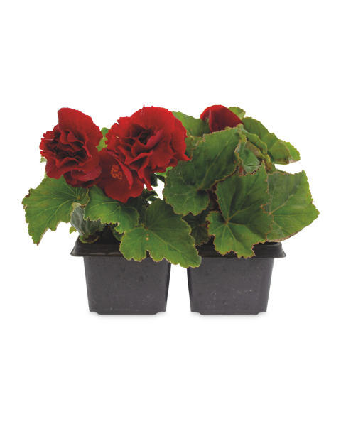 Begonia Non-Stop 4 Pack