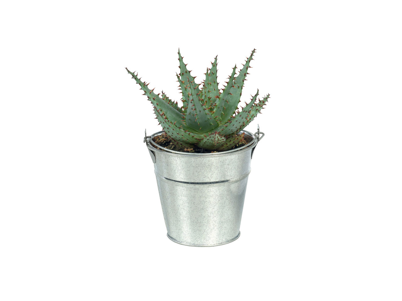 Cactus ou plante grasse dans un pot en zinc
