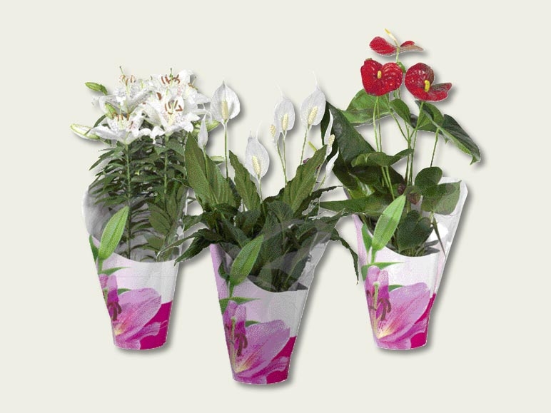 Plantes à fleurs dans un emballage cadeau (dès 22.9.)