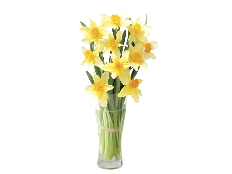 British Daffodils