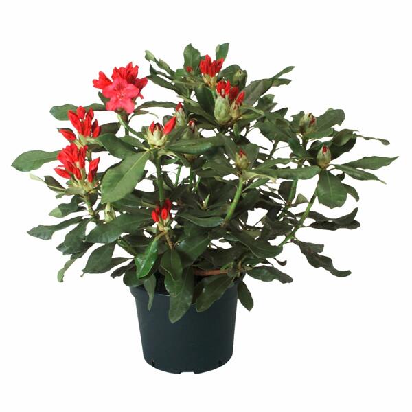 GARDENLINE(R) Rhododendron*