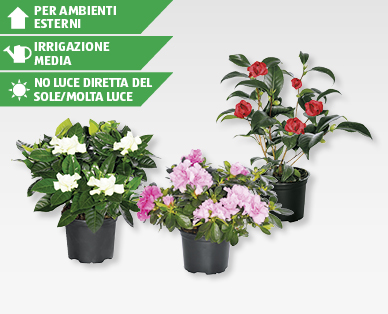 Mix di piante in fiore esclusivo GARDENLINE(R)