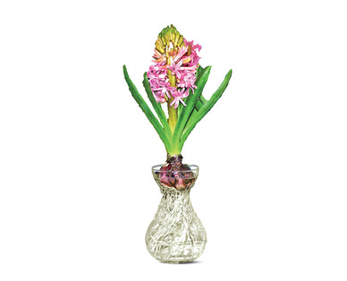 Hyacinth in Glass Vase