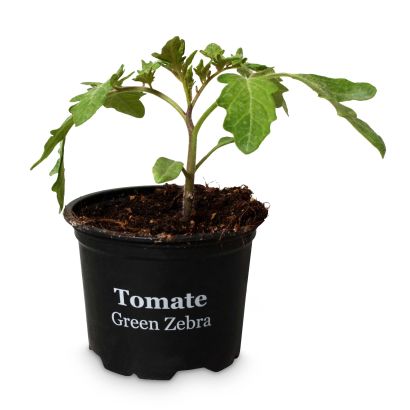 Plants de tomates, 4 pcs