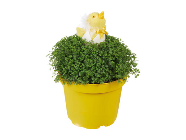 Selaginella with Easter Decoration