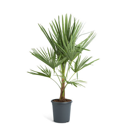Palmplant