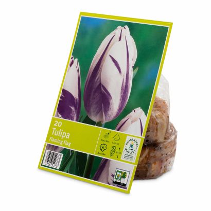 Bulbes de tulipes, 20 pcs
