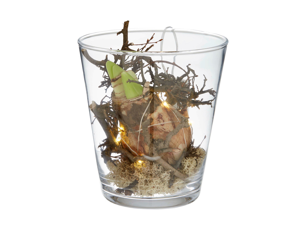 Amaryllis in vaso di vetro con illuminazione