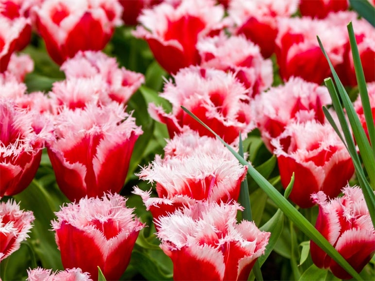 Tulipes frangées (dès 17.3.)
