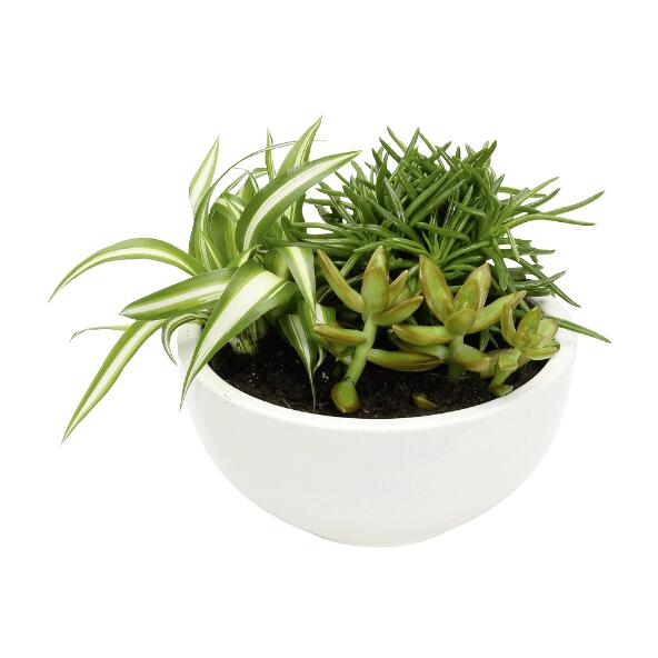 Plante verte ou succulentes en cache-pot céramique