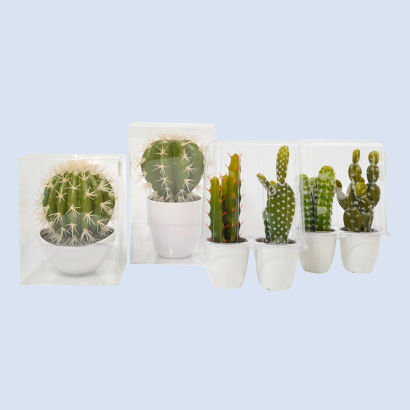 Cactus décoratif