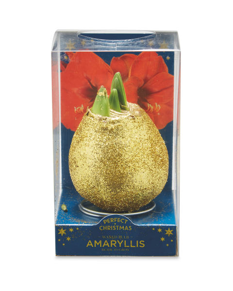 Christmas Waxed Amaryllis Bulb