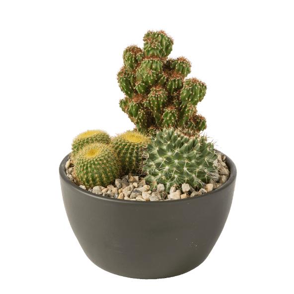 Cactus- en vetplantcompositie