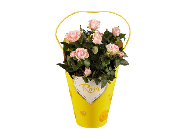 Roses in a Decorative Pack