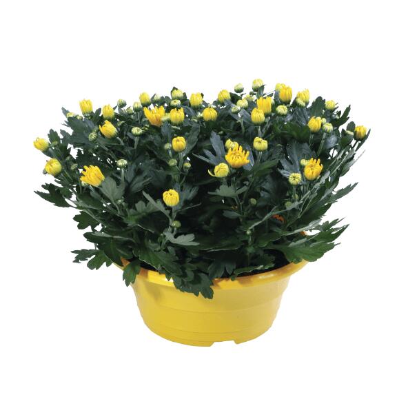Chrysantheme oder Margerite