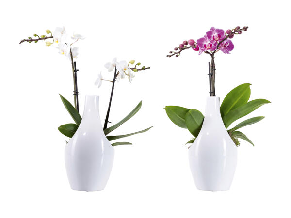 Phalaenopsis en pot céramique design
