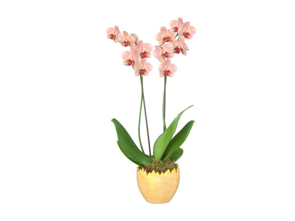 Phalaenopsis, 2 stems in decorative ceramic pot