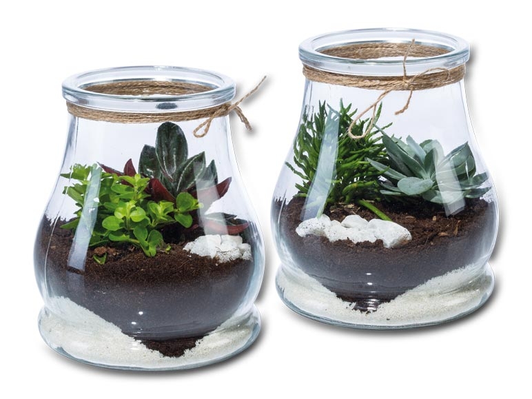 Mini jardin dans un pot en verre (dès 4.8.)