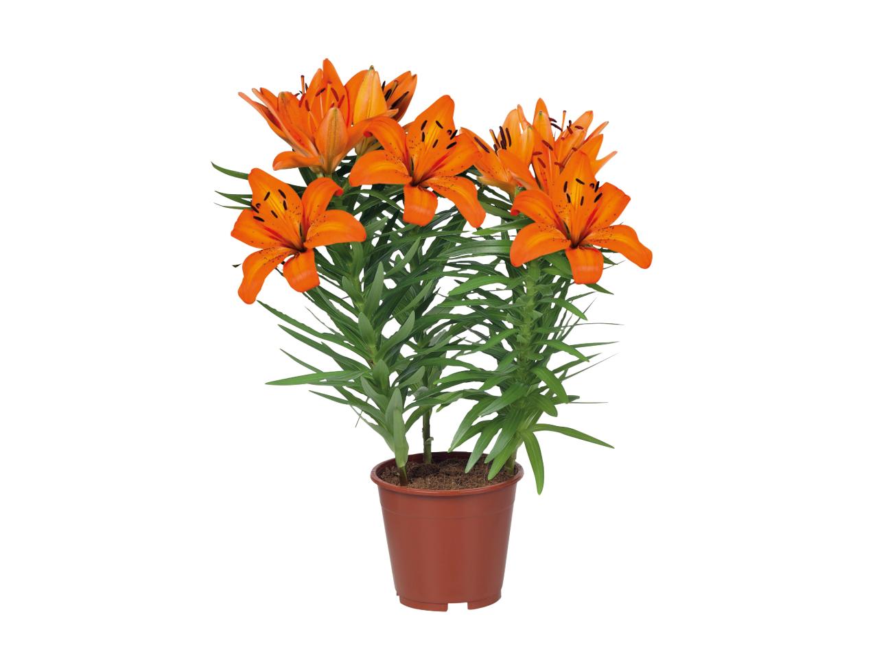 Asiatic Lilies1