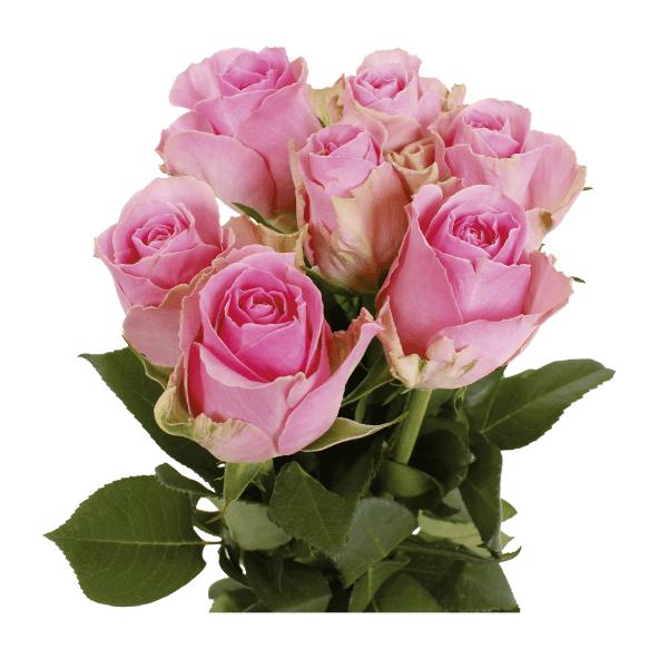 Bouquet de 7 roses premium