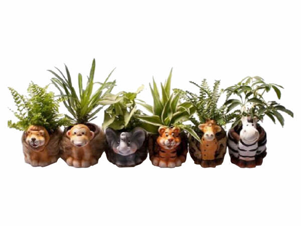 Mix plante verzi în vas decorativ animale