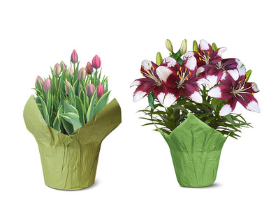 Tulips, Lilies or Hyacinths