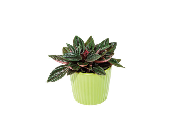 Mini Succulents in Ceramic Pots