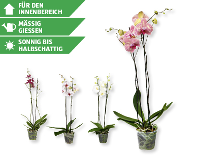 GARDENLINE(R) Phalaenopsis XXL