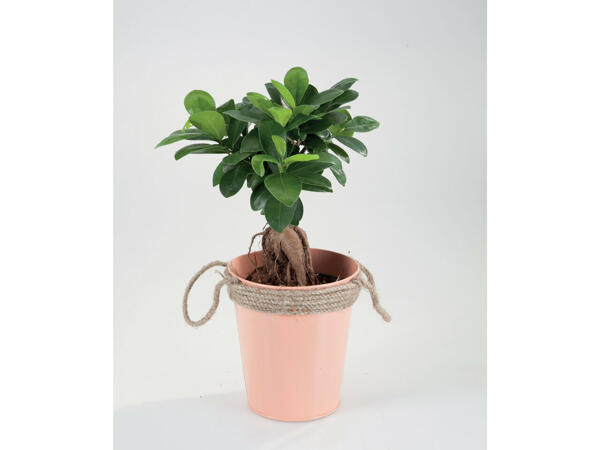 Ficus Ginseng em vaso